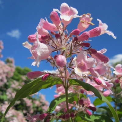 Buisson de Beauté Pink Cloud
